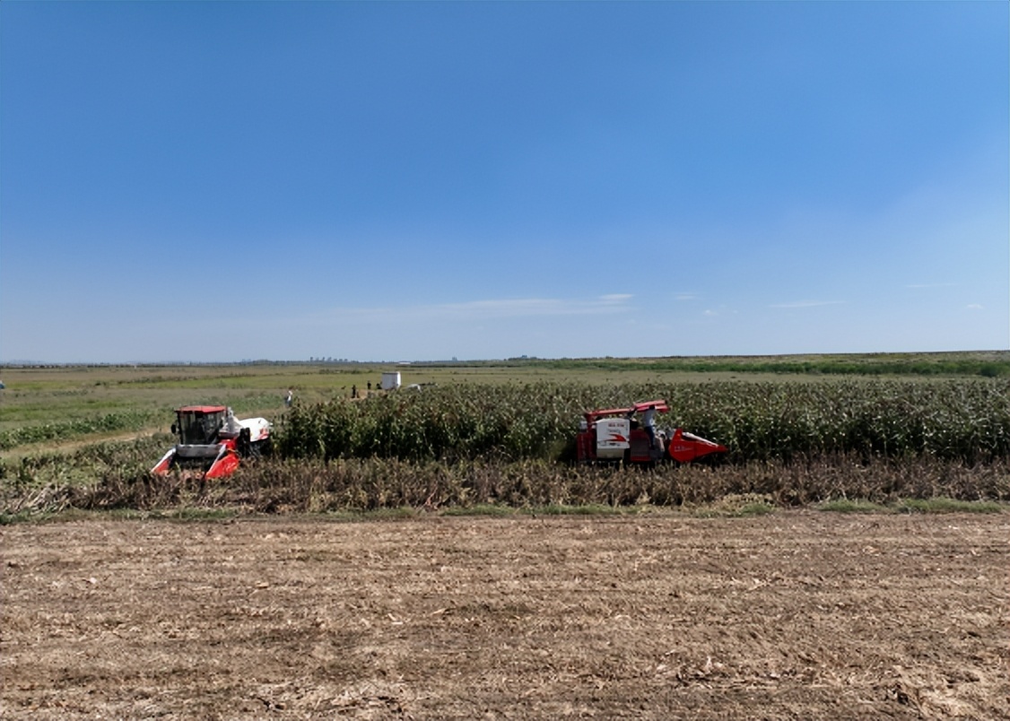 蚌埠怀远常坟镇：农业“大托管”生产“大丰收”