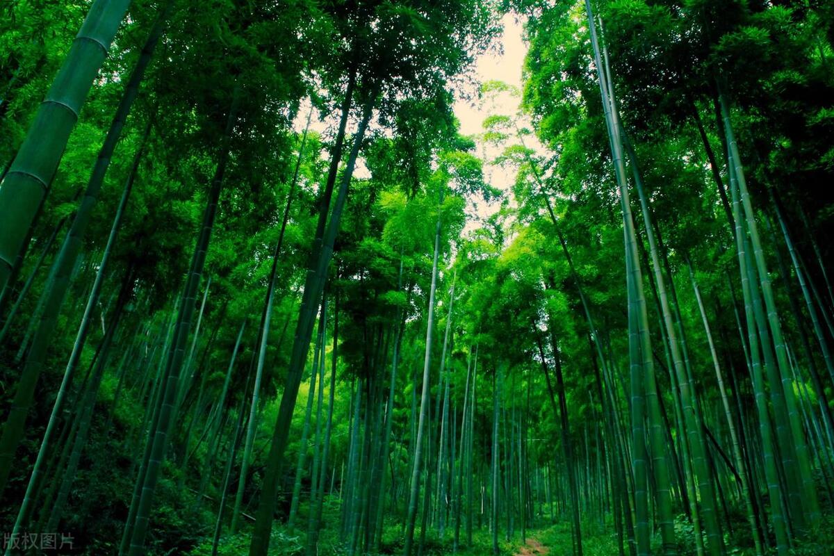 安吉旅游攻略必去景点排名,安吉旅游必去的景点一日游攻略