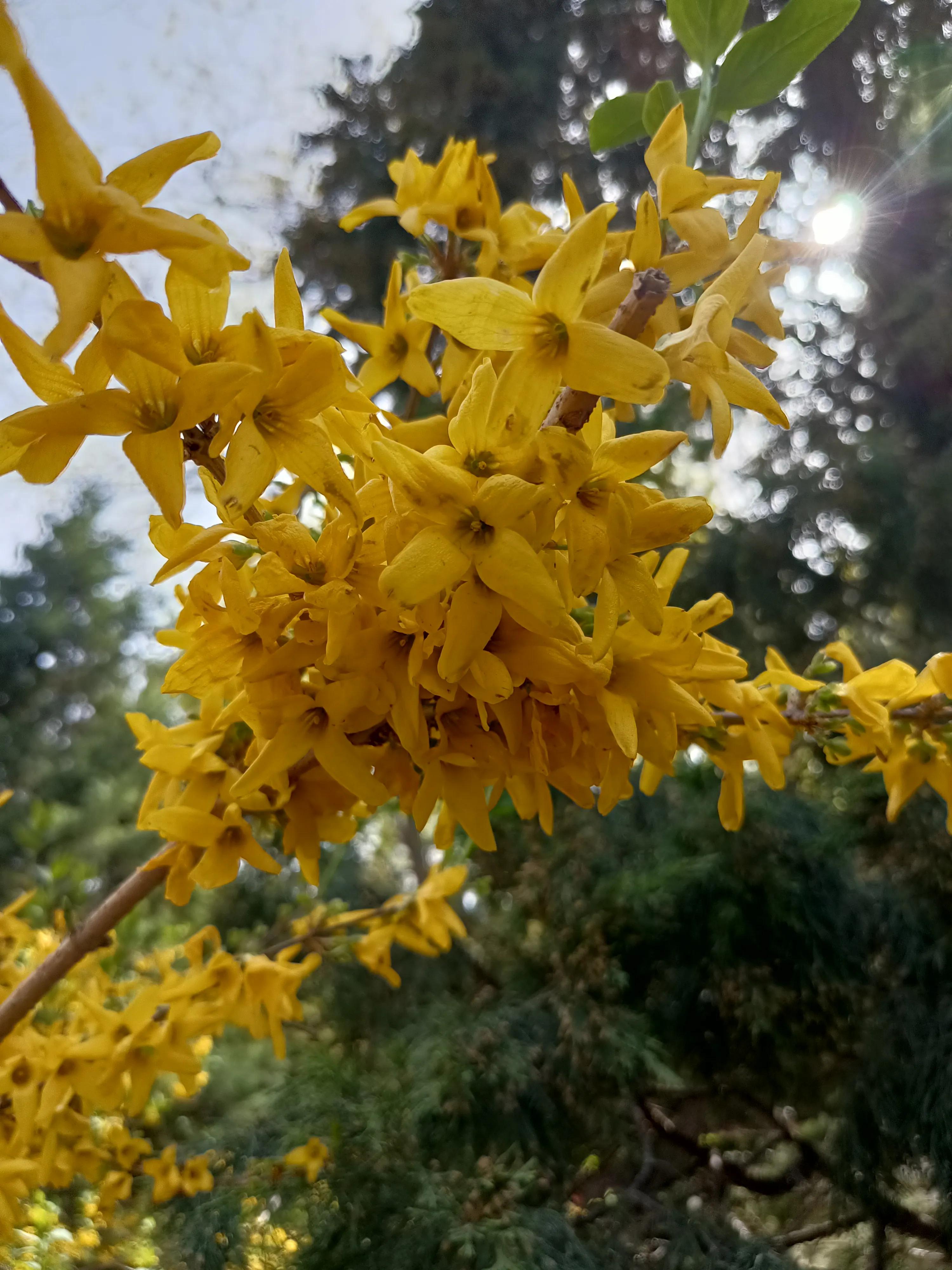 春天花开满园，梅花富贵险中求，心情美美哒