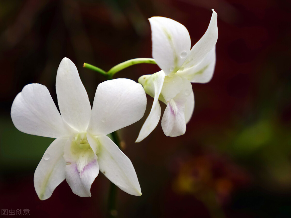 大智若愚的智慧和向死而生的境界,大智若愚智慧与愚昧的双重境界