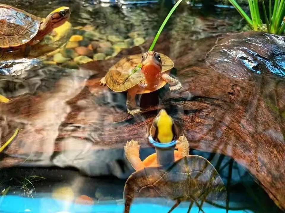 金钱龟治什么病最有效,金钱龟软壳病防治方法