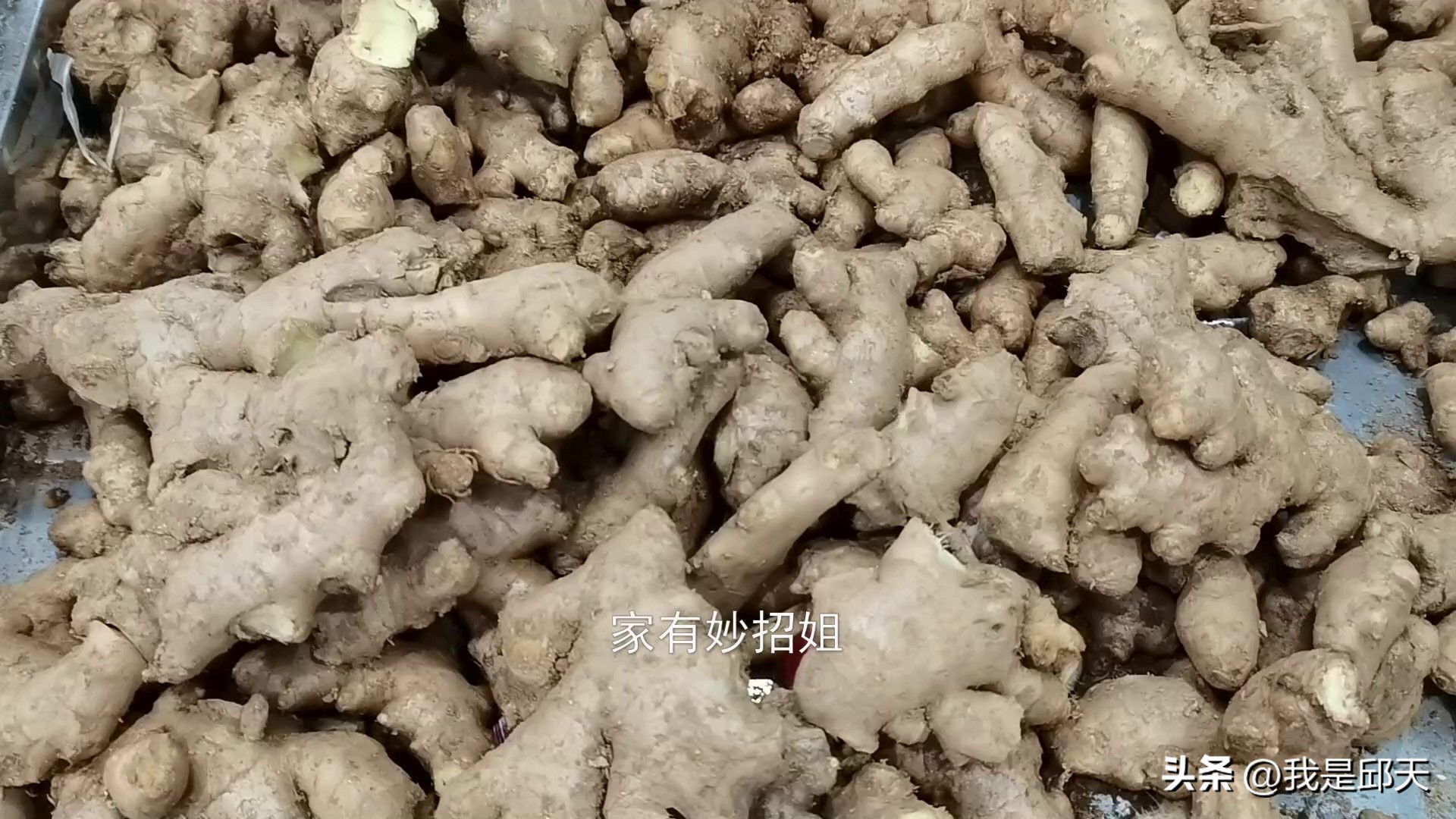 生姜怎么发芽成盆栽,生姜放水里多久能长成盆栽