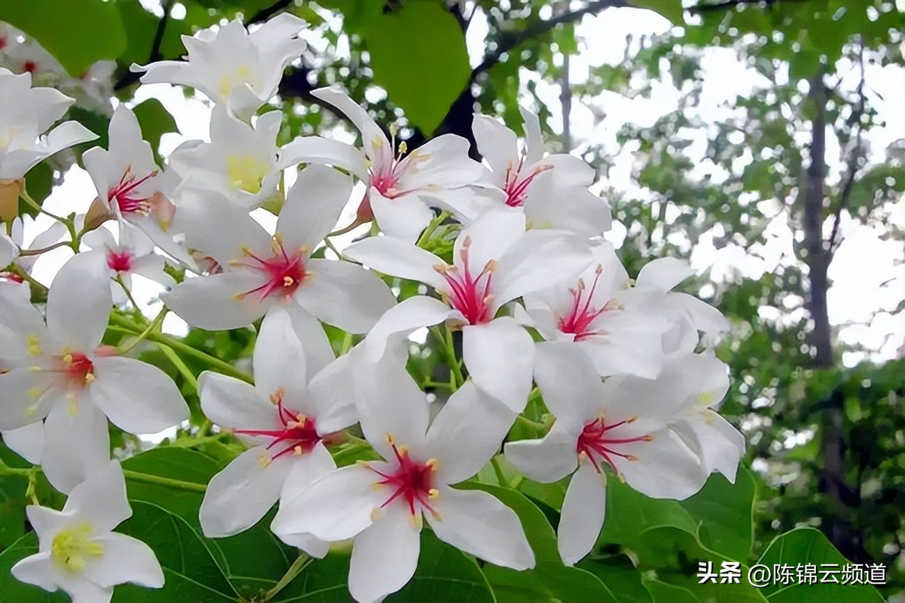 关于重阳节春节清明节的古诗,清明节积累关于传统节日的古诗词