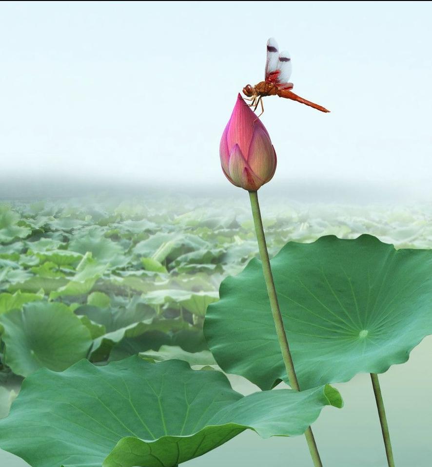 夏日荷花有多美,夏日的荷花有多美