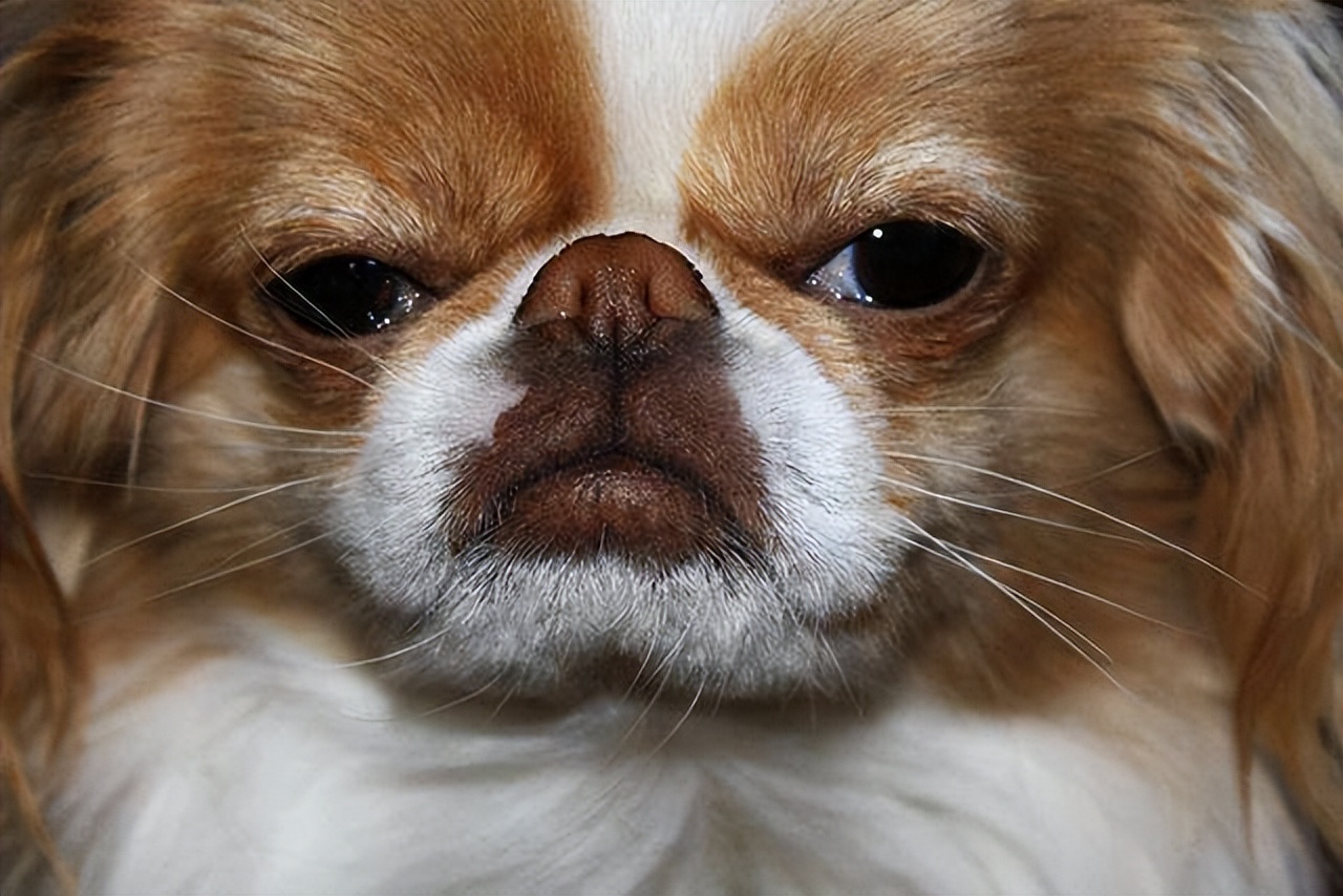 猫的胡子有多长就能钻过多大的洞,猫咪的胡子就像一把尺子可以测量