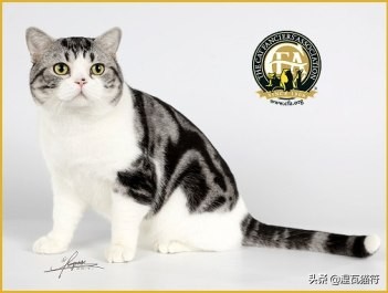 美短棕虎斑成年猫多少钱,美短虎斑猫有白毛领