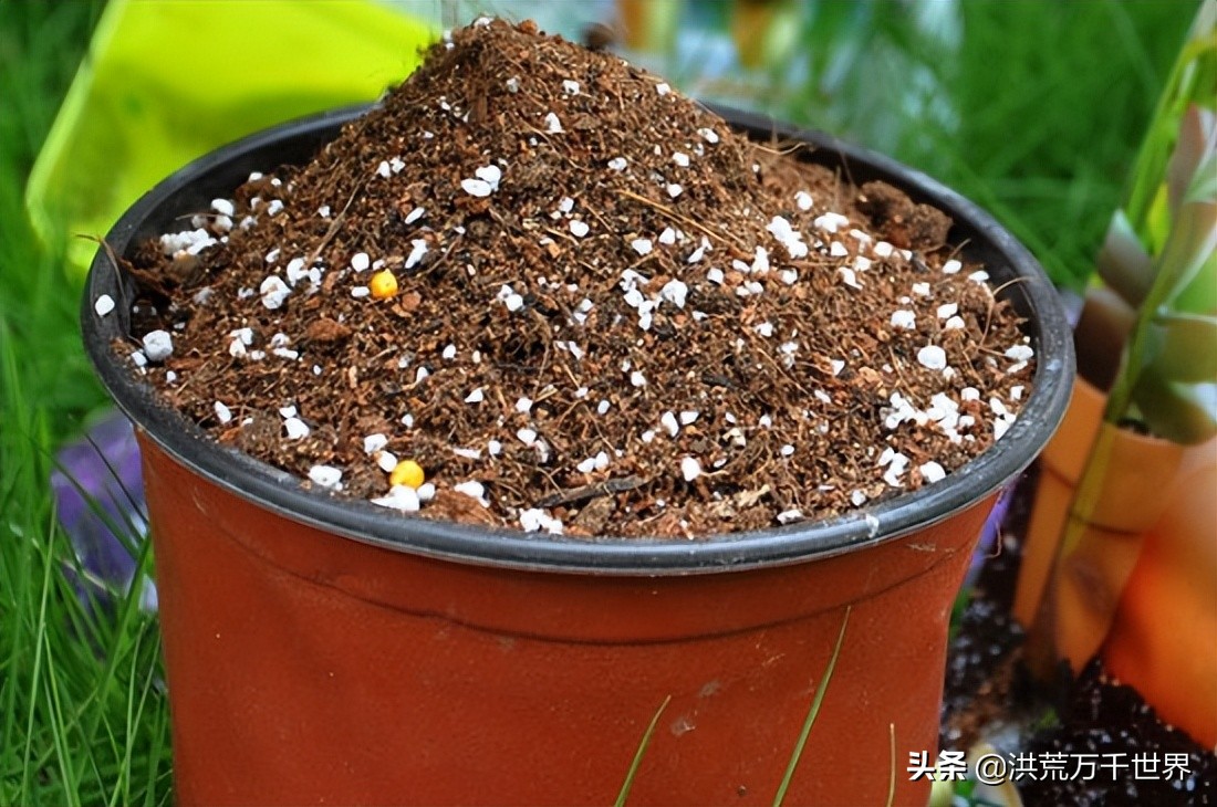 土里有小白虫子怎么治,土里有小白虫子怎么办
