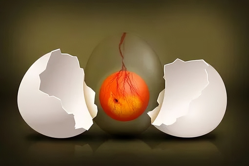 鸡蛋鸭蛋鹅蛋鹌鹑蛋哪种更有营养,鸡蛋鸭蛋鹅蛋鹌鹑蛋哪个最有营养