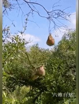 南攀雀鸟巢被蛇成功入侵,蛇袭击大型动物