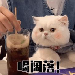 新手养猫养一只还是两只好,新手养猫可以又可爱又好养