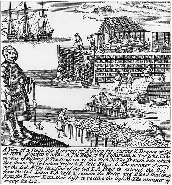 安琪纽特鳕鱼肝油测评,安琪纽特鳕鱼肝油正品照片