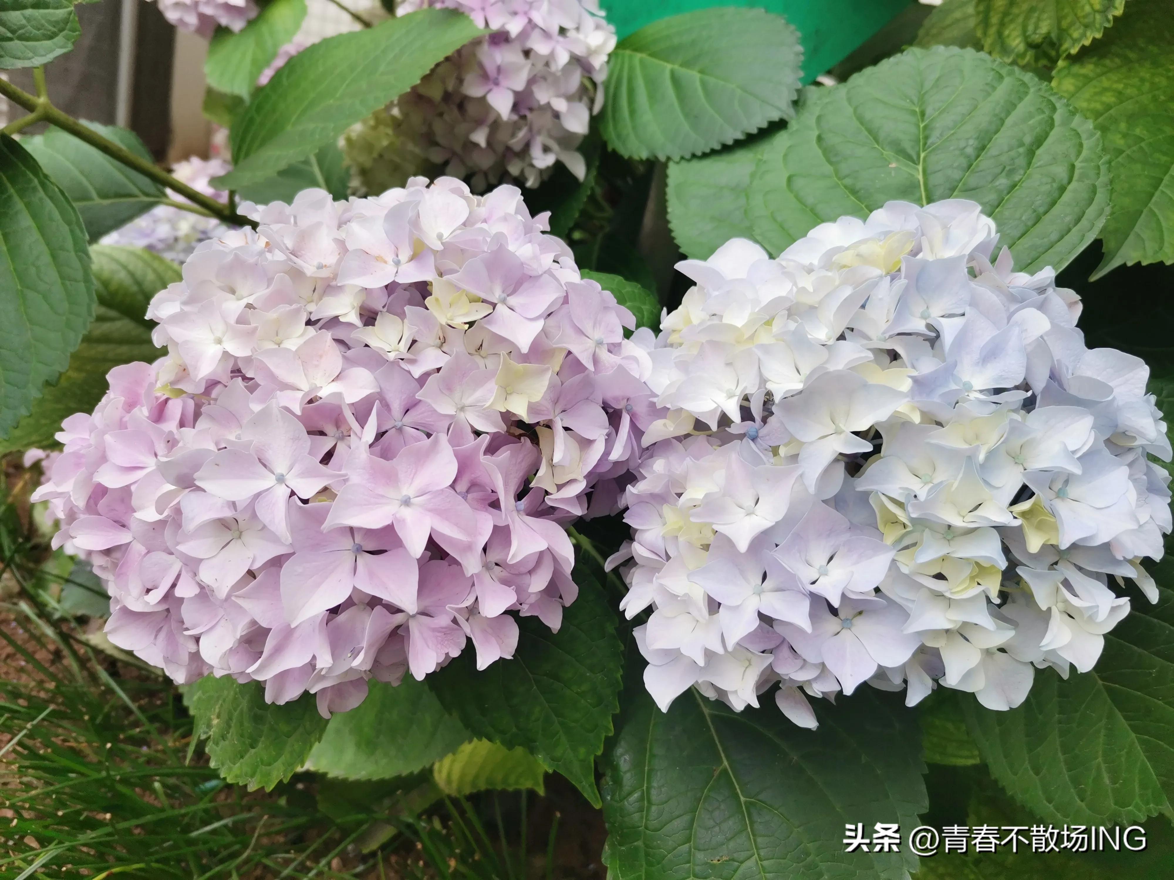 我妈住院了原版,我妈住院图片