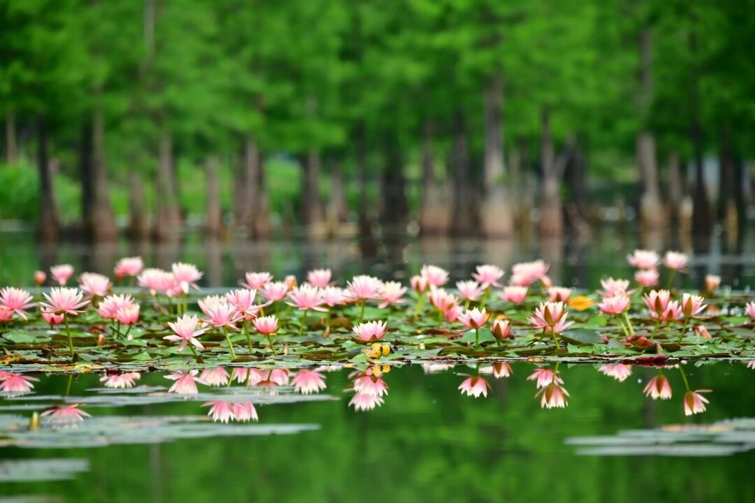 成都荷花最佳观赏地,成都看荷花的景点推荐