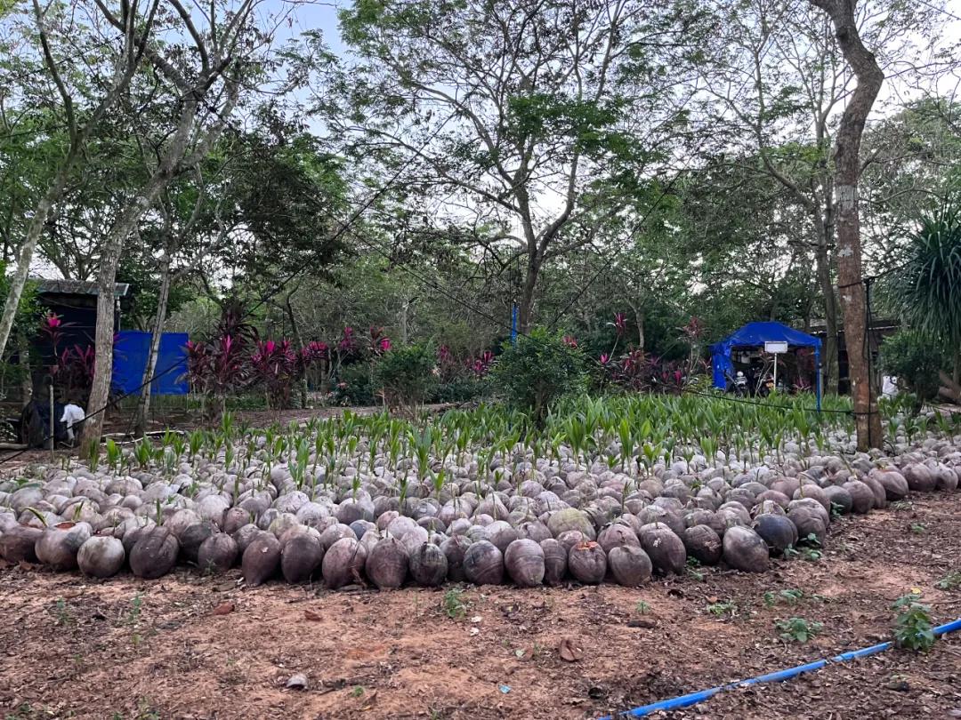 去海南岛品尝当地的椰子,椰子探房