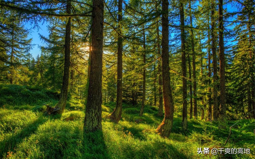 有人评价傅菲的散文语言,散文傅菲成年礼阅读答案