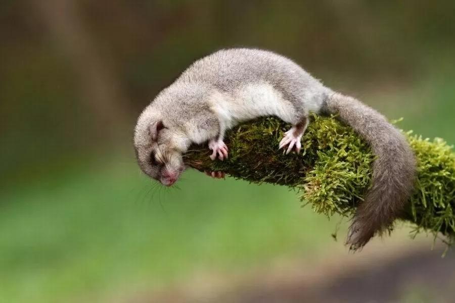 动物千姿百态,动物园的动物千姿百态