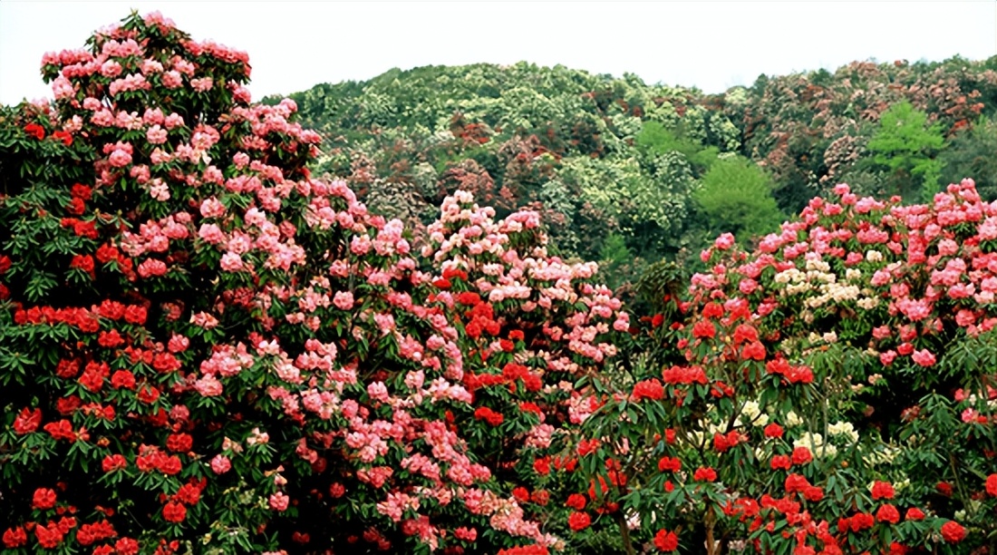 清明哪里适合踏青旅游,清明踏青好去处赏景玩乐两不误