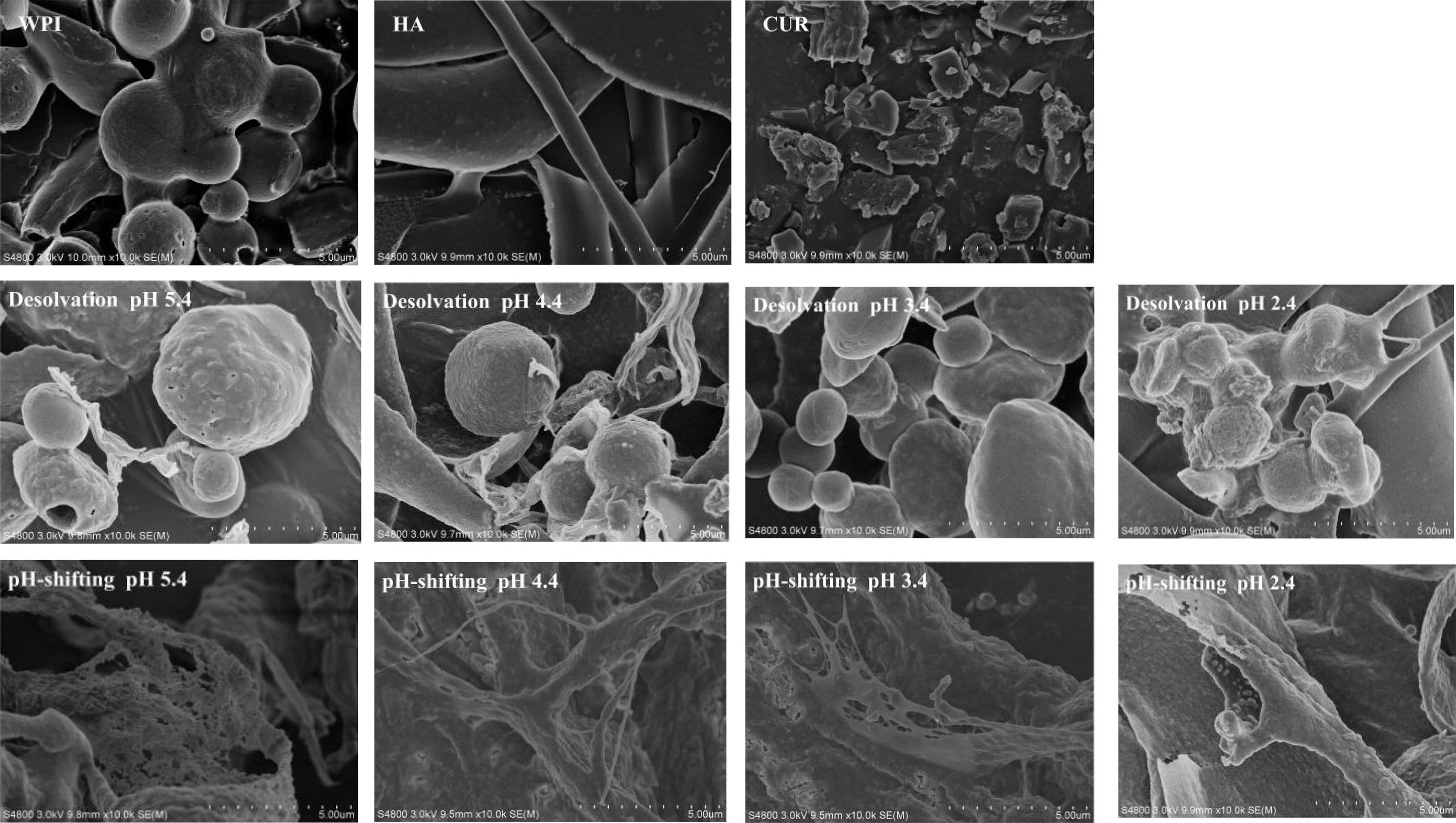 吉林大学食品科学与工程学院张铁华教授团队在FC上发表姜黄素包埋