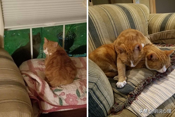 猫咪和鼠鼠的故事,猫和鼠的友谊真实故事