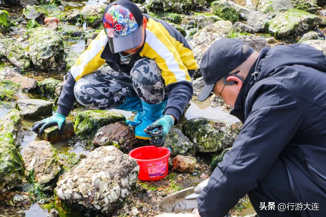 大连最全的赶海攻略,良心推荐大连赶海全攻略