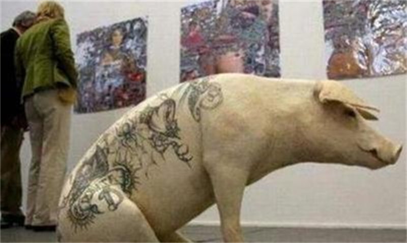 男子给活猪纹身，一张猪皮可卖百万，香奈儿高价买走做成限量皮包