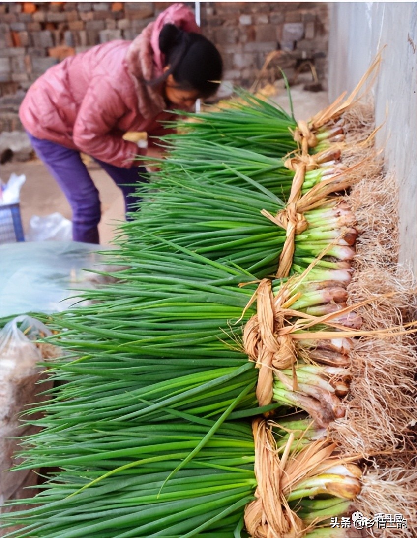 金佰安:老家的大葱