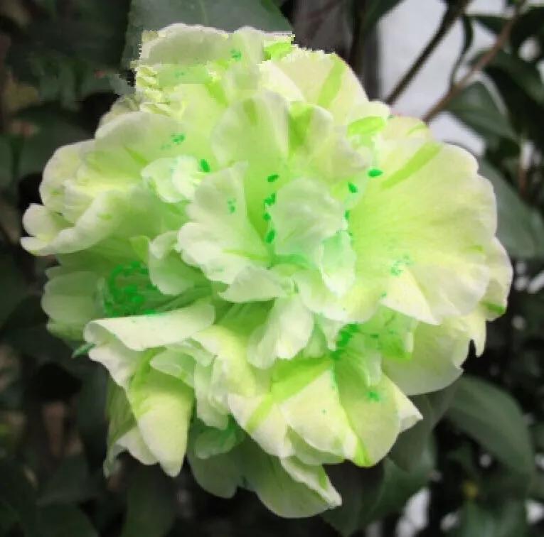 大海伦茶花是复色吗,大海伦山茶花品种介绍