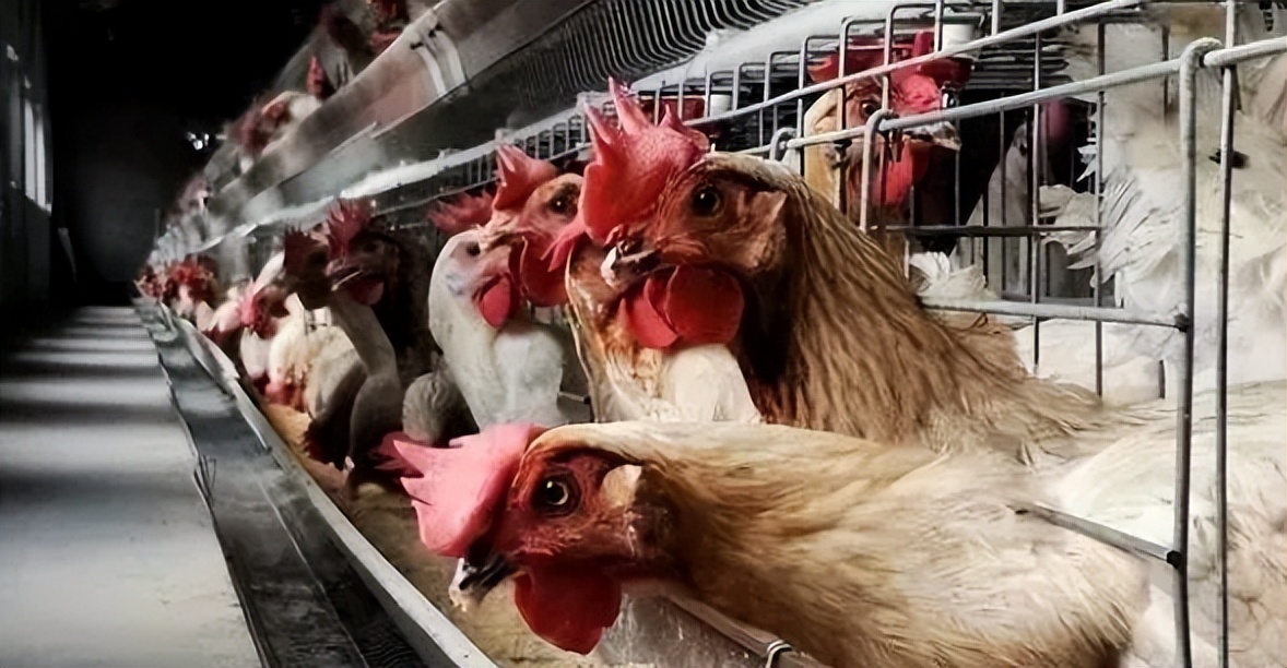 蛋鸡肠毒综合症的诱因,小鸡肠毒的症状与治疗