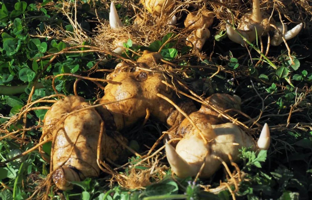 今年冬天的第一顿养生局安排！个旧的它“出土”啦！