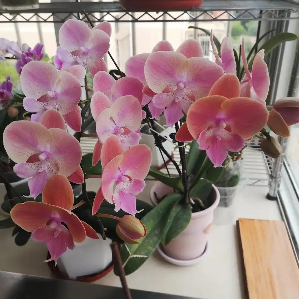 哪些药片过期后可以浇花杀菌杀虫,浇花时放这两种药片