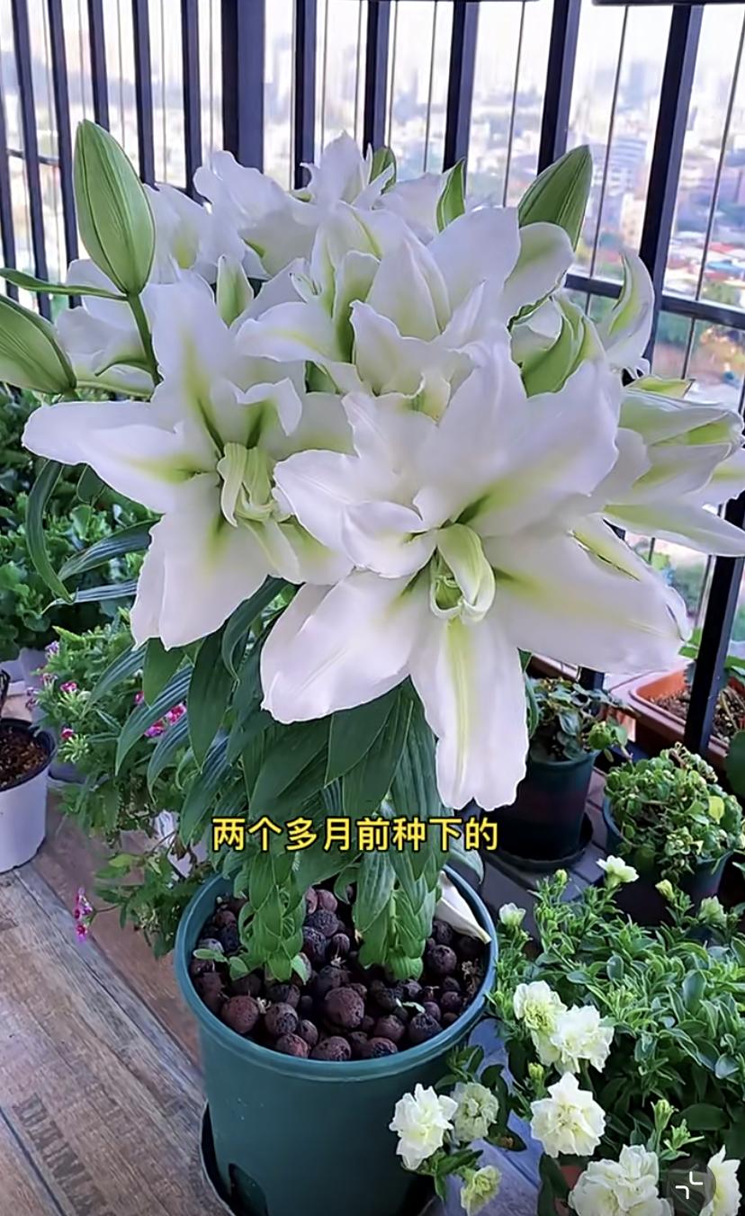 爱莎百合花有香味吗,艾莎百合花高清竖屏视频