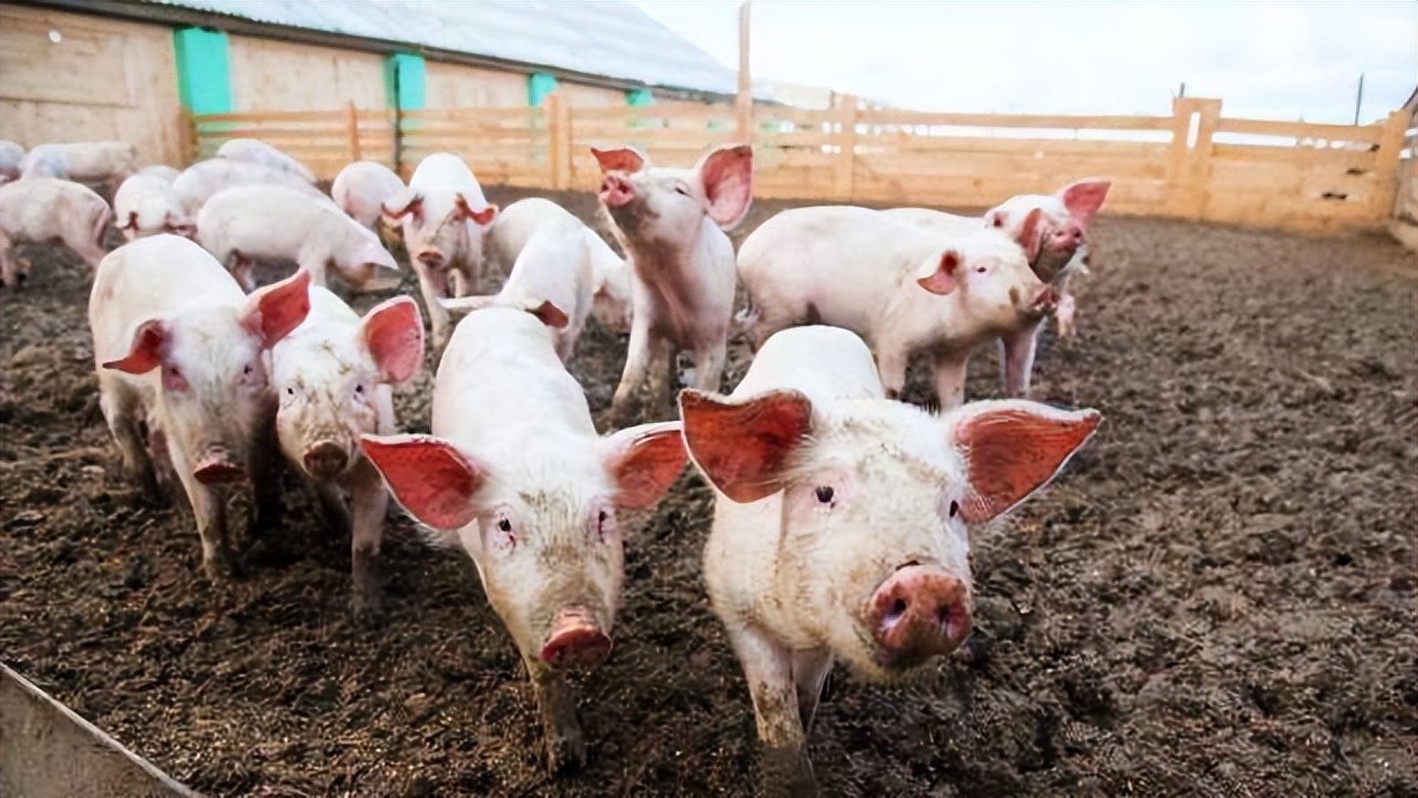 猪伪狂犬病怎么治疗效果最好,猪伪狂犬病怎么治疗最有效