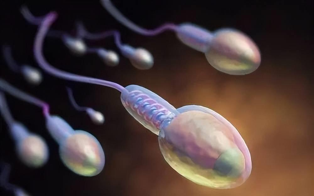 精子的运动能量,精子活动力半数呈直线运动