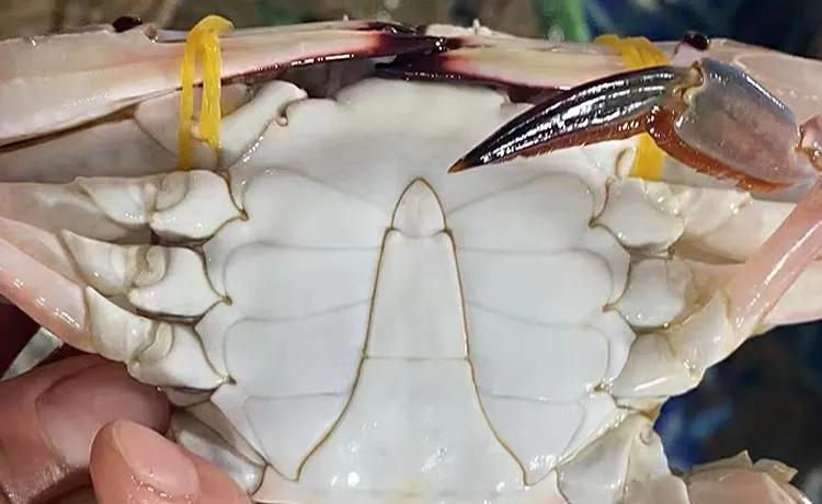 买螃蟹可不能光听卖家的忽悠,买螃蟹为什么不让挑