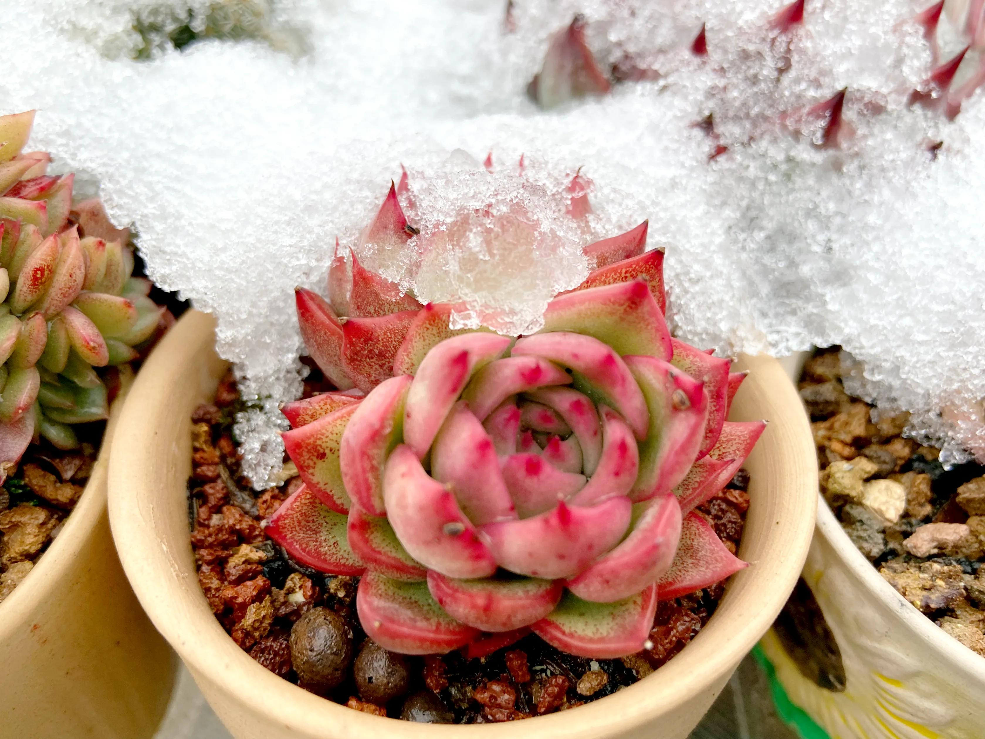 多肉被雪冻了怎么办,多肉被太阳晒得发白了怎么补救