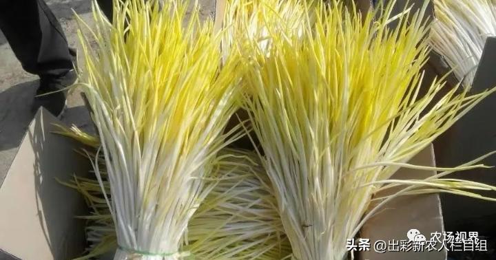 出彩农业工资,河南农村出彩新农人