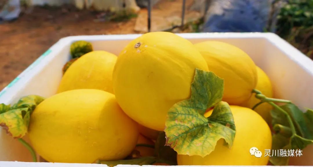 甜蜜产业促农增收,甜蜜产业致富模式