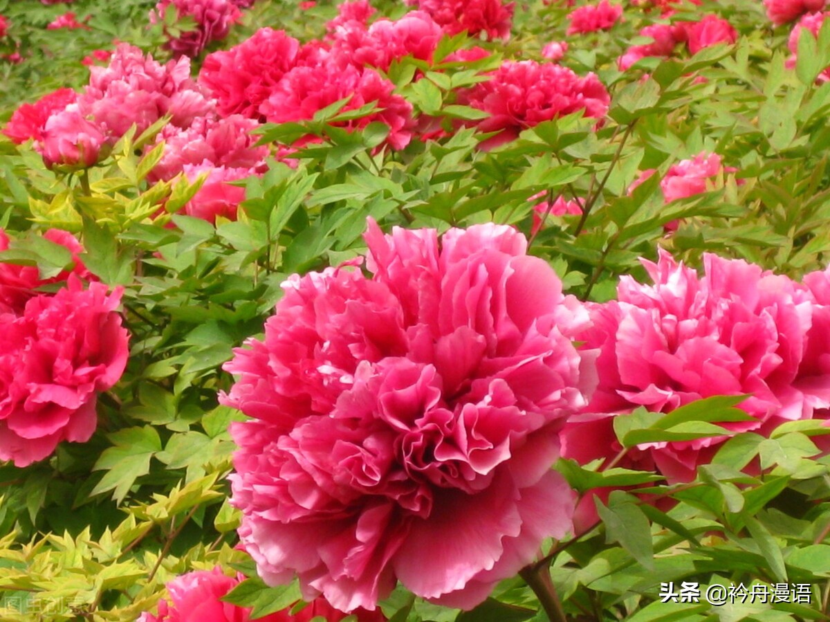 牡丹真国色花开时节动京城的意思,牡丹真国色花开时节动京城谁写的