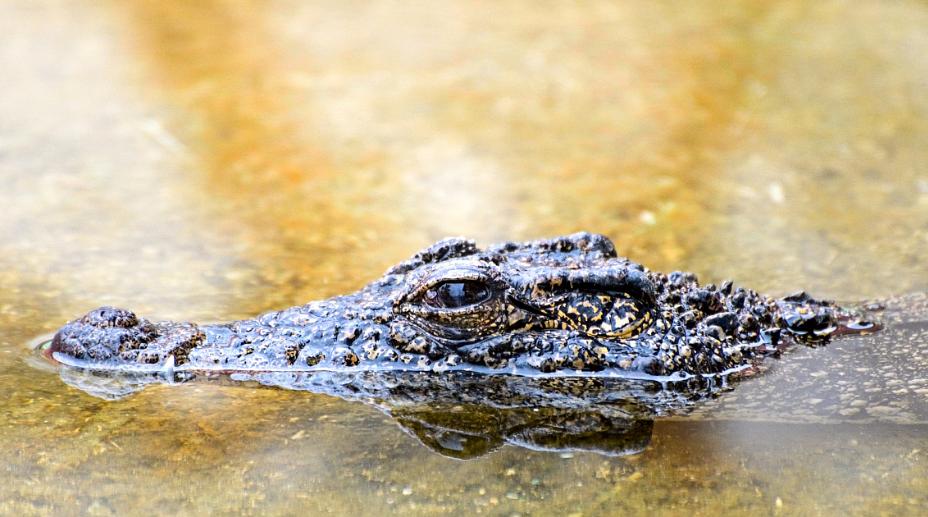 鳄鱼袭击电鳗打法视频,鳄鱼袭击鳗鱼
