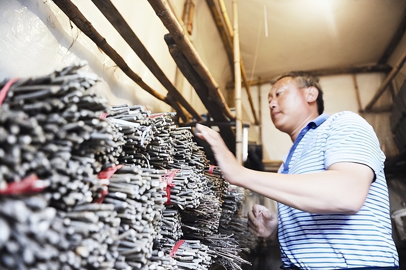 金蝉里的金豆能卖多少钱,农村小伙果园养金蝉一年卖6000万