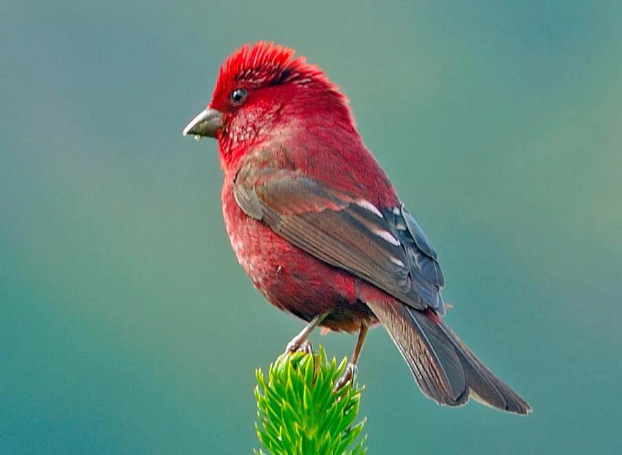 避暑胜地有山有水有树林,大别山避暑胜地有哪些