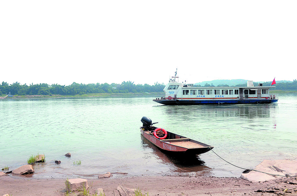 江津石蟆中坝岛一条长江鲟的跌宕人生