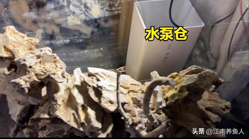 造景缸跟水陆缸一体缸,长方形的缸怎么造景水陆缸