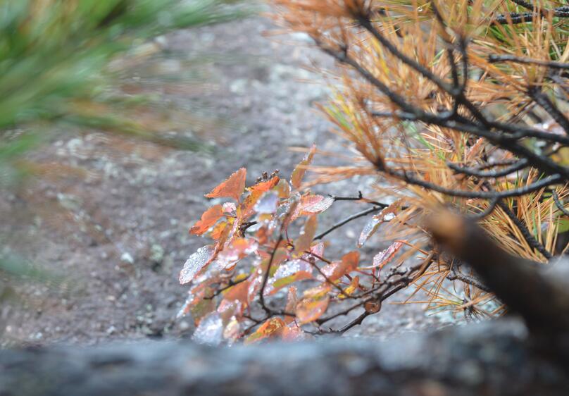 一品黄山天高云淡香烟,一品黄山天高云淡广告原视频