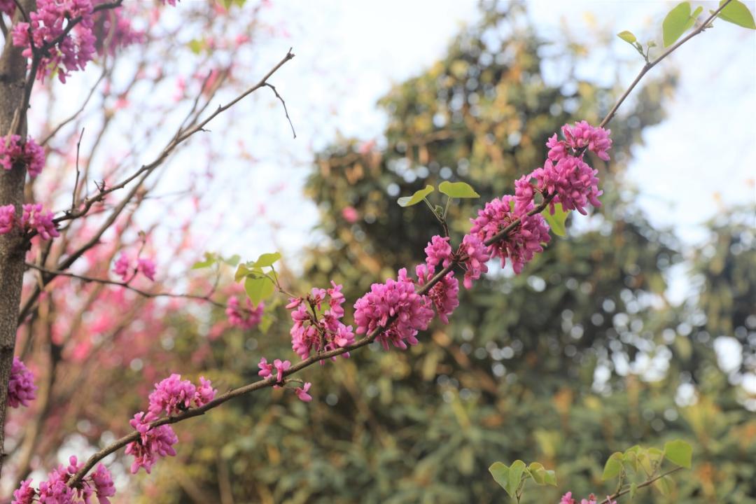 鐩哥害鍐滃ぇ,鐩歌仛浜戠鐩哥害鍐滃ぇ