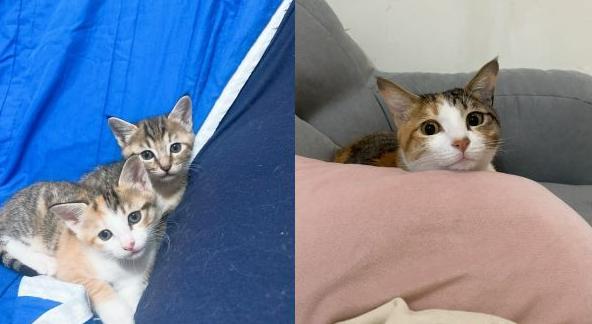 猫咪误食异物呕吐出来就没事了吧,猫咪把喂食软管吃进肚子里了