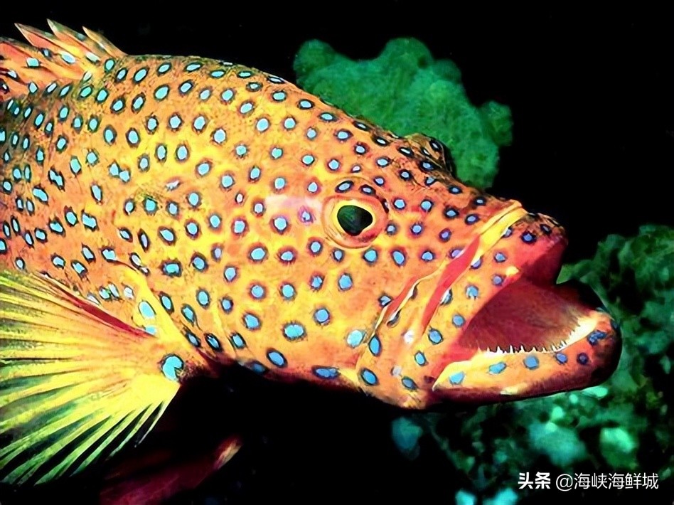 活海鲜没有海水如何保存,死海鲜放冰箱里能吃吗