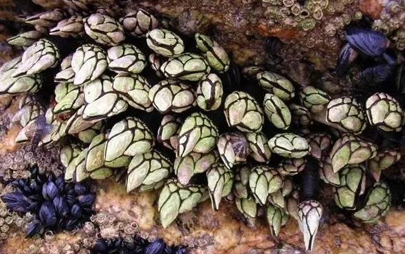 在浙江吃藤壶,还以为吞了个鬼手