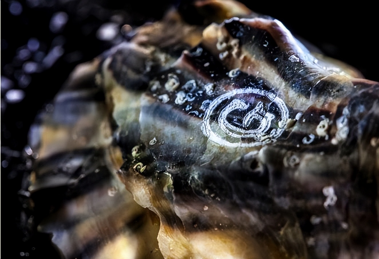 中国吃生蚝去哪里便宜,为什么有些生蚝撬壳卖那么便宜