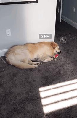 主人监控金毛,主人跟踪狗狗